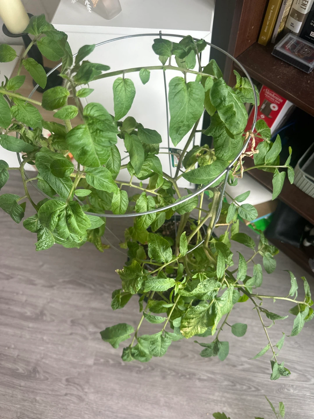 Tomato Plant in Pot with Trellis