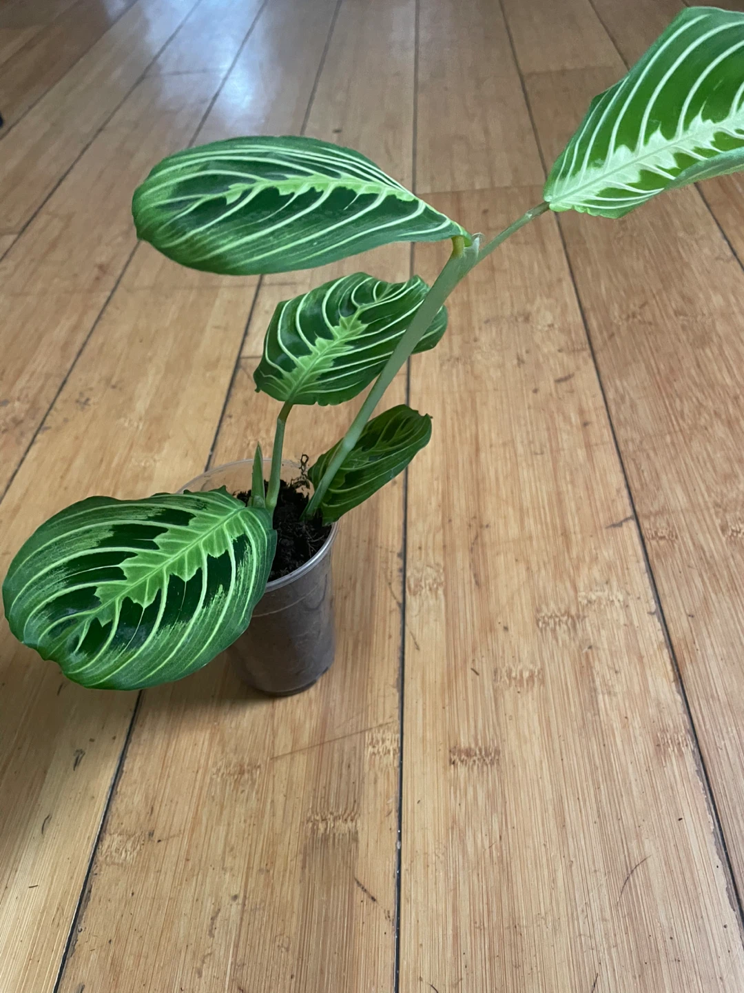 Prayer Plant Cutting - photo 2