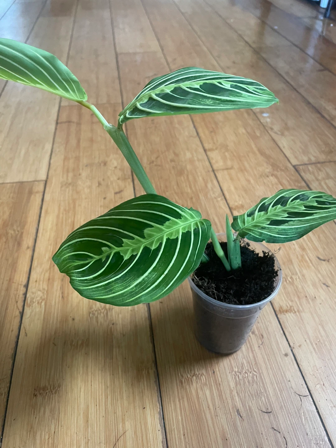 Prayer Plant Cutting
