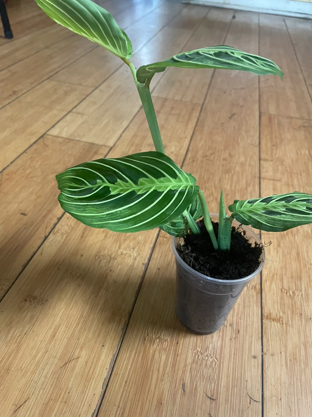 Prayer Plant Cutting - photo 3