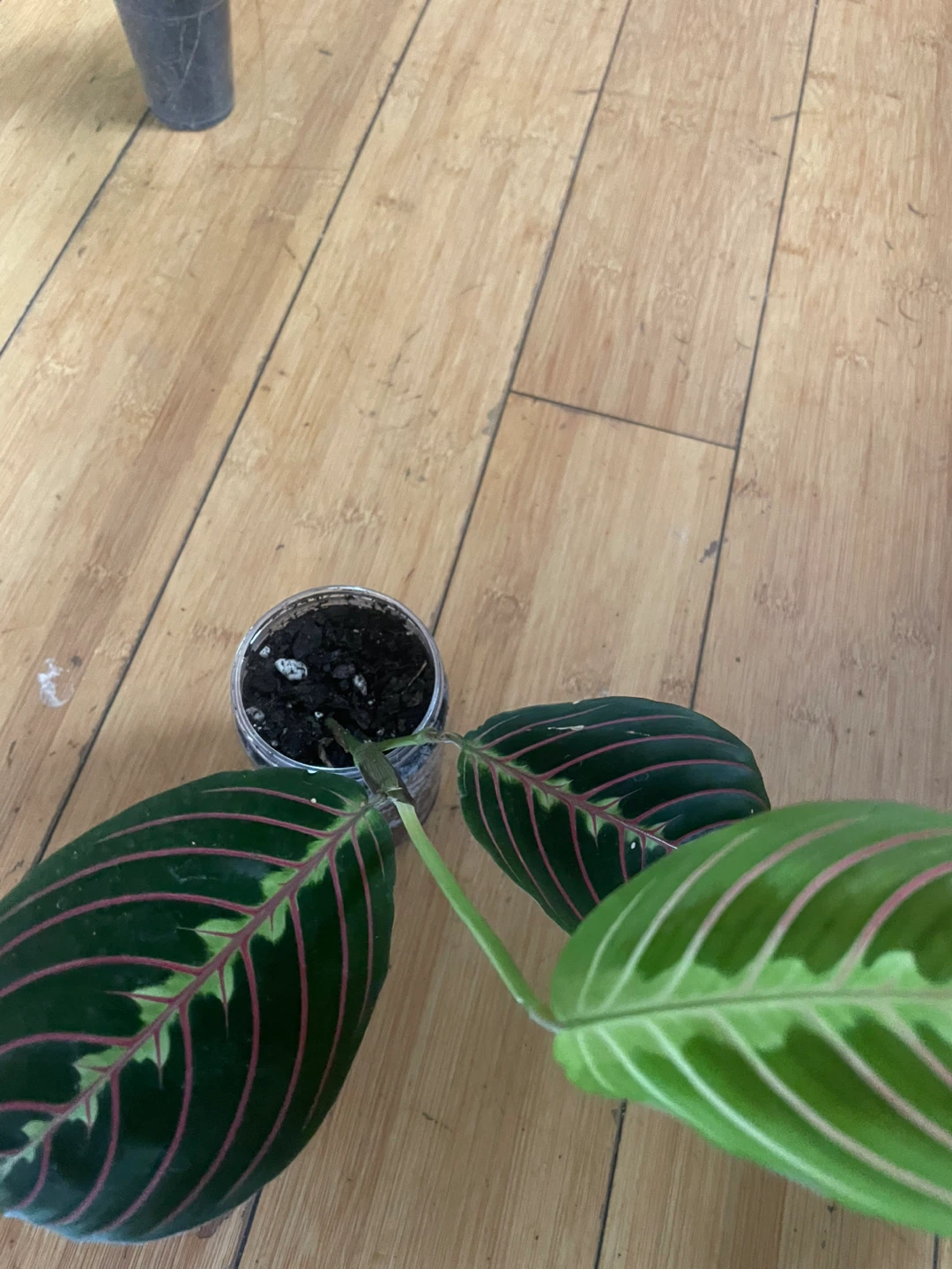 Prayer Plant - photo 2