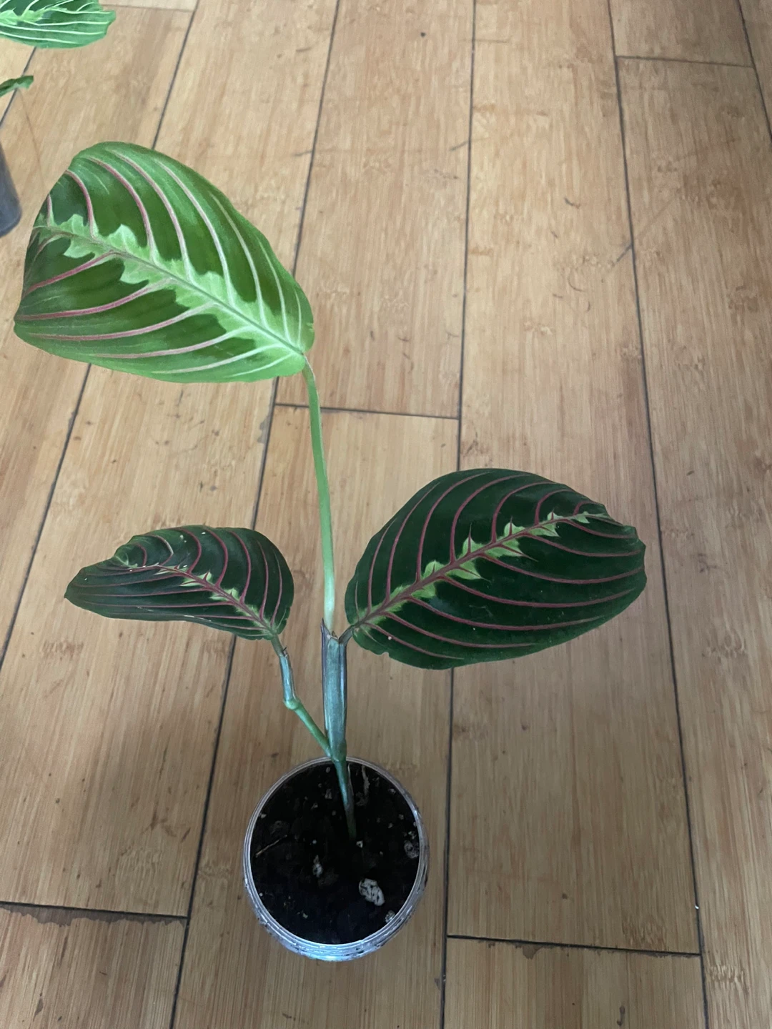 Prayer Plant