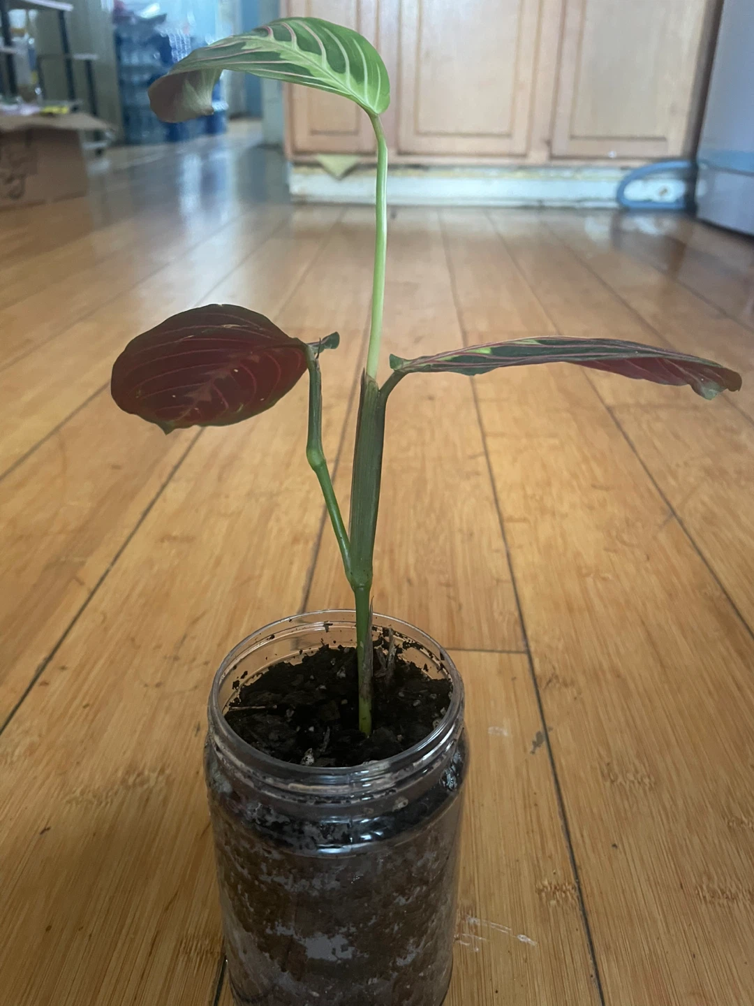 Prayer Plant - photo 3