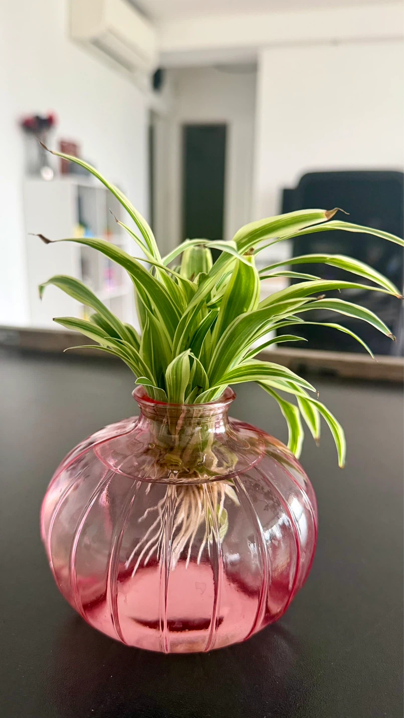 ⚽️ Spider Plant Cuttings