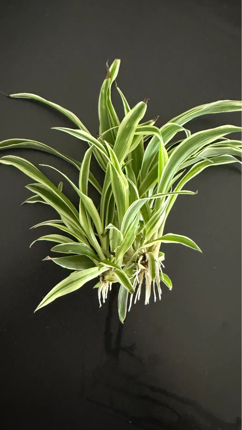 ⚽️ Spider Plant Cuttings - photo 2