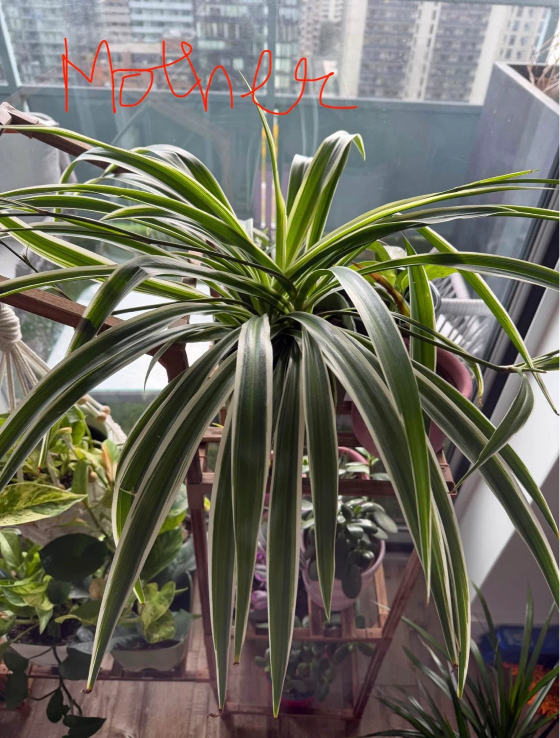 ⚽️ Spider Plant Cuttings - photo 3