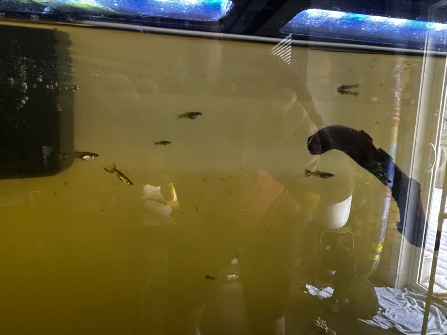 Fish Guppies - photo 4
