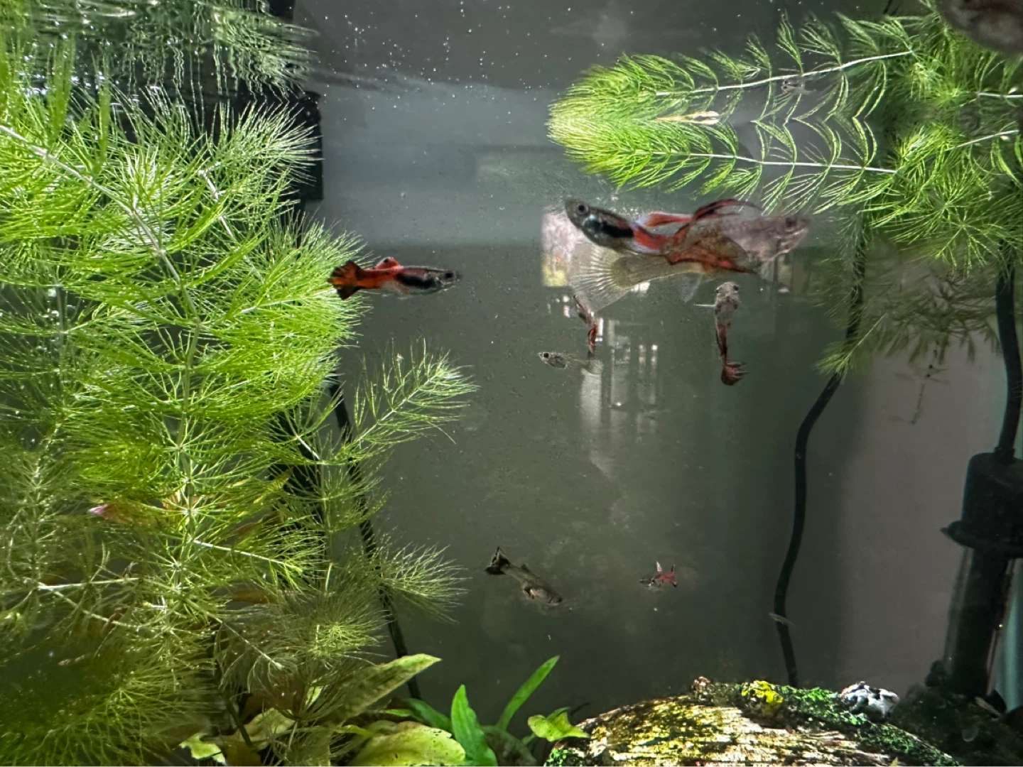 Fish Guppies