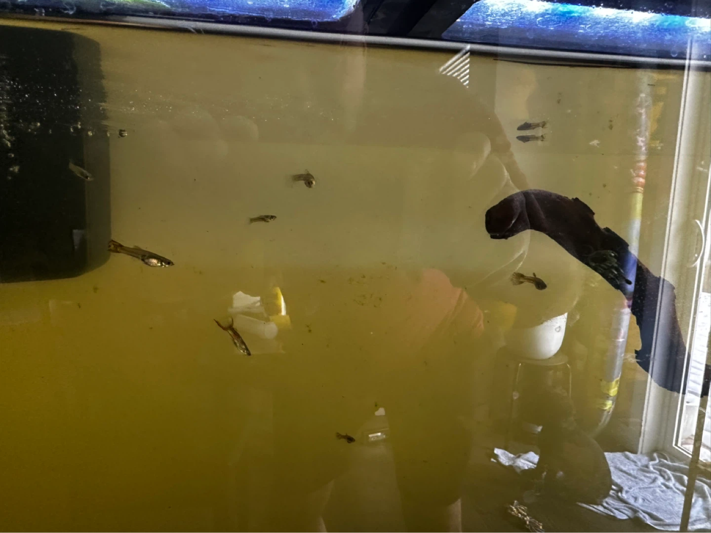 Fish Guppies - photo 5