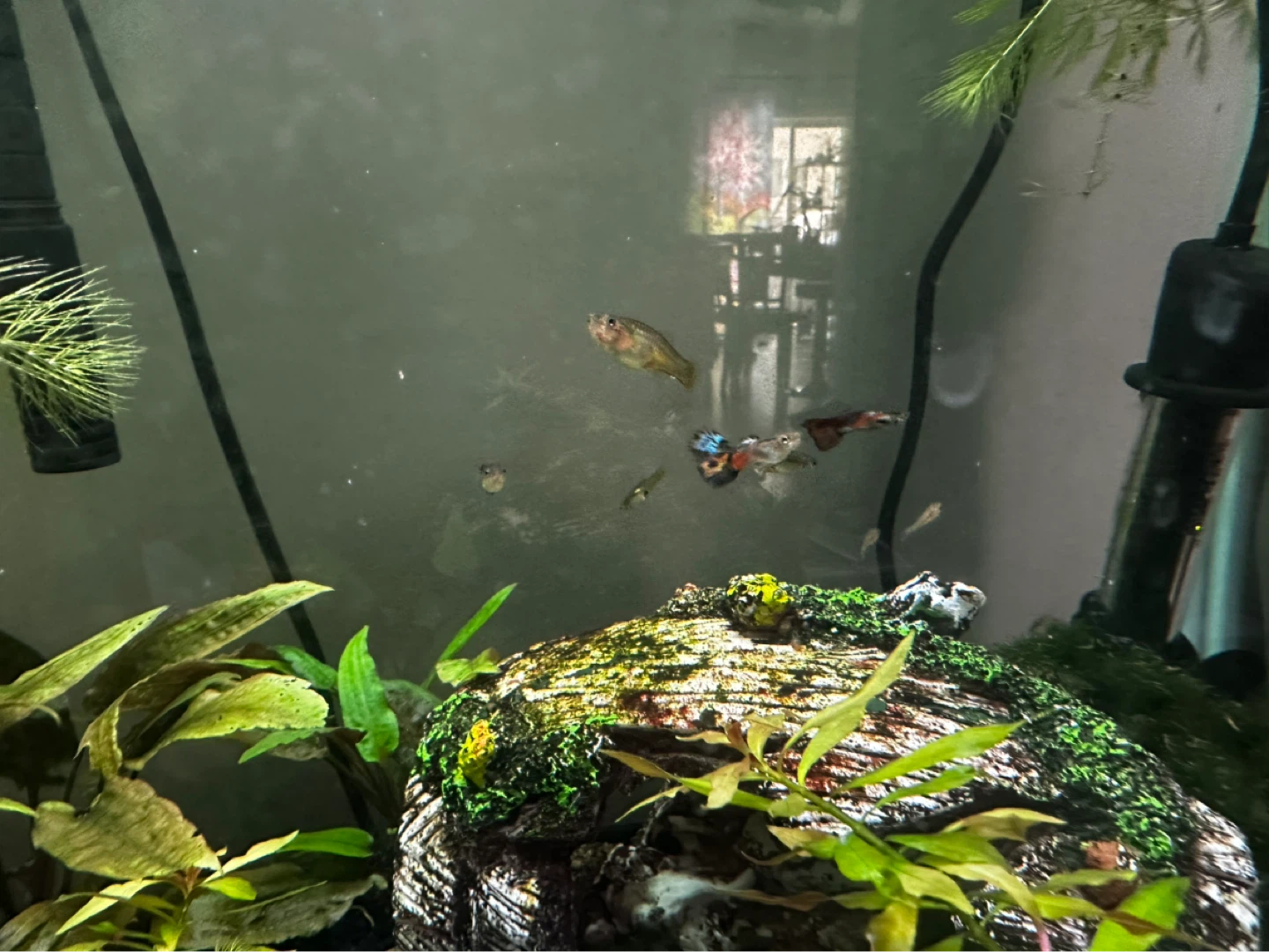 Fish Guppies - photo 3