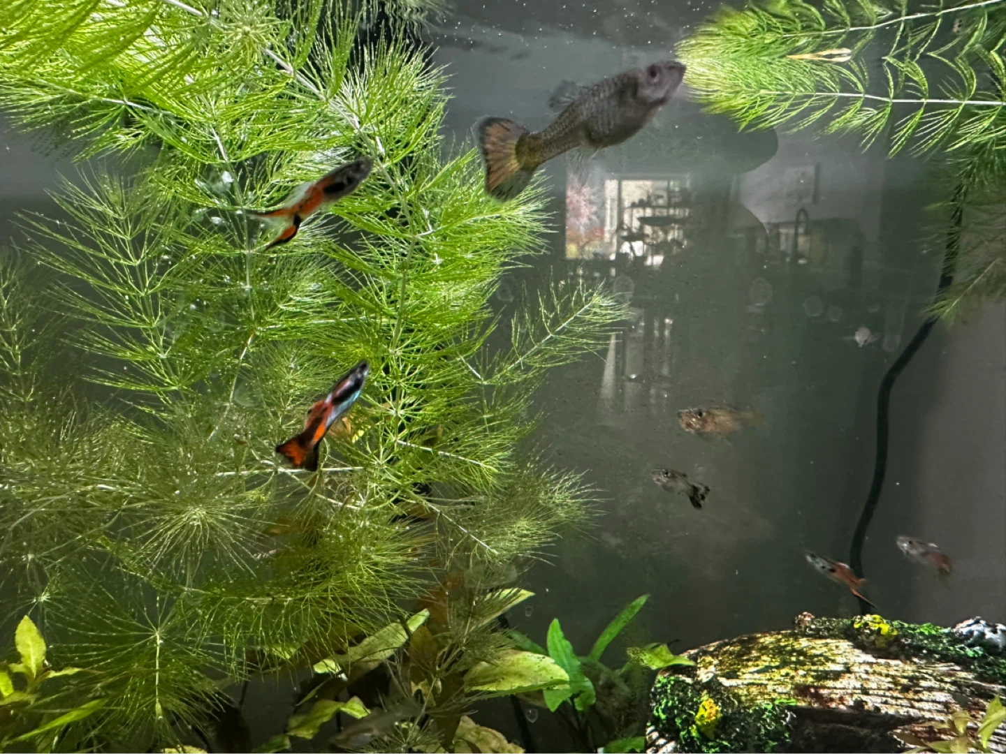 Fish Guppies - photo 2