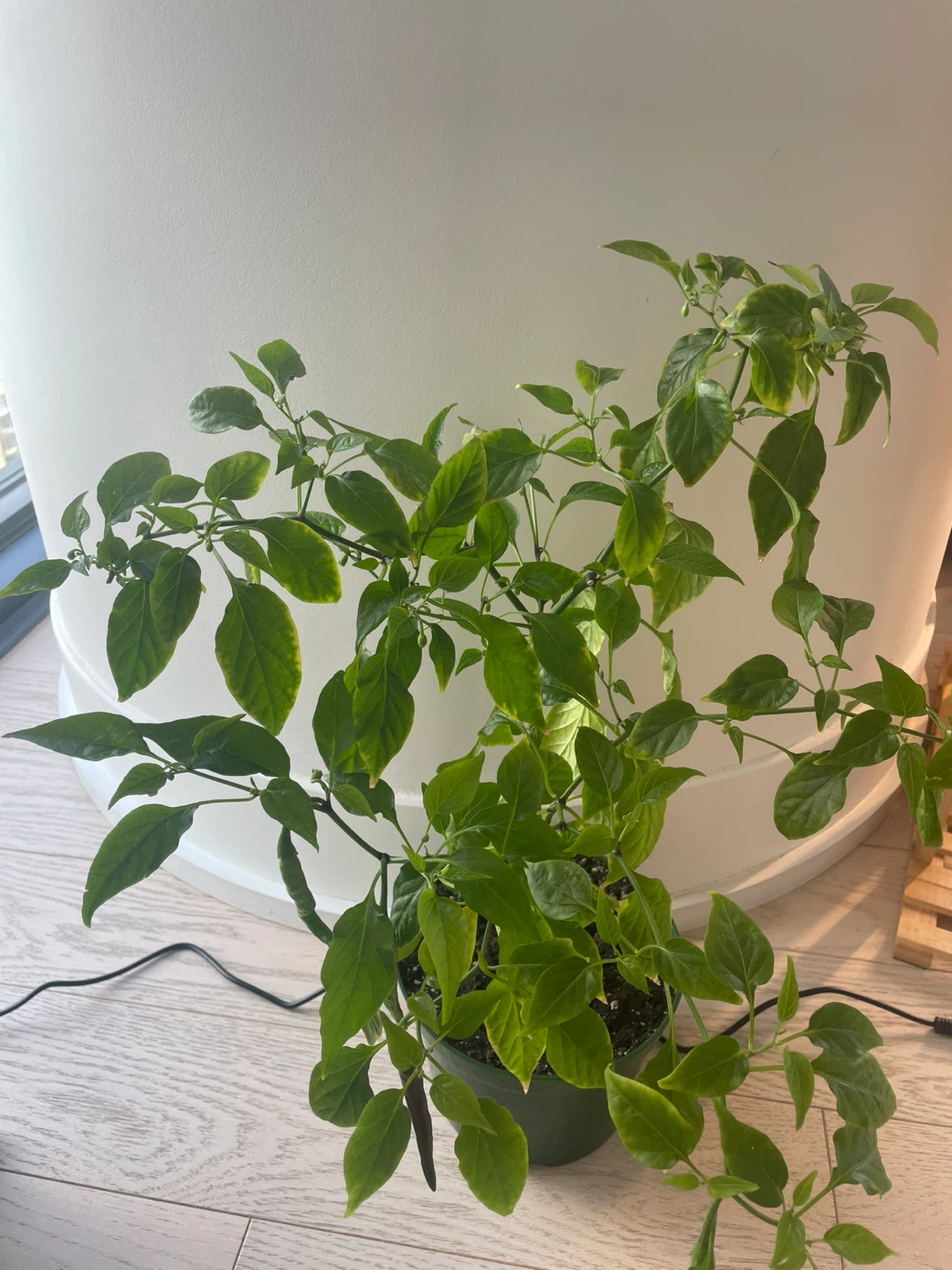 Fruiting red chilli plant
