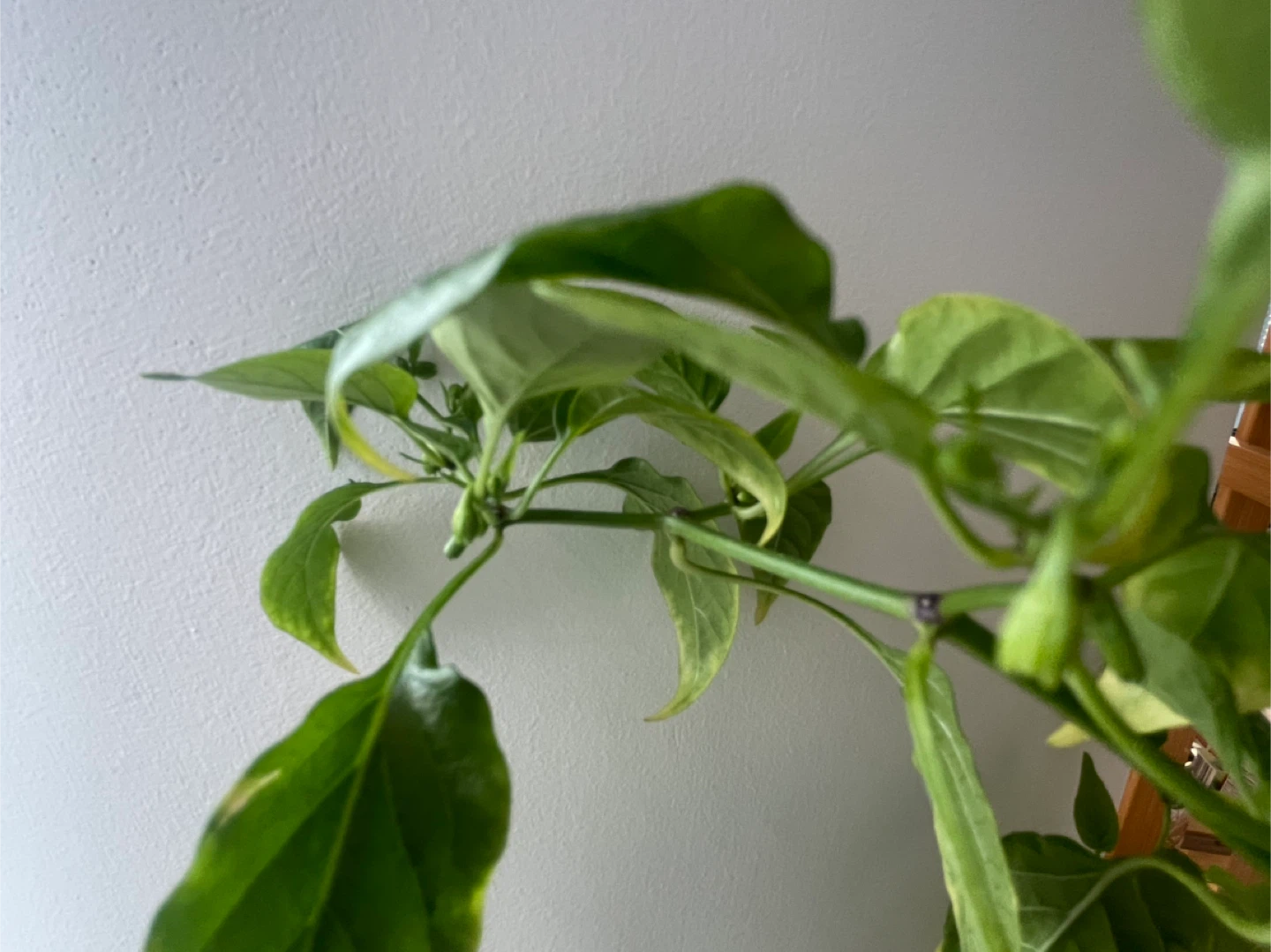 Fruiting red chilli plant - photo 4