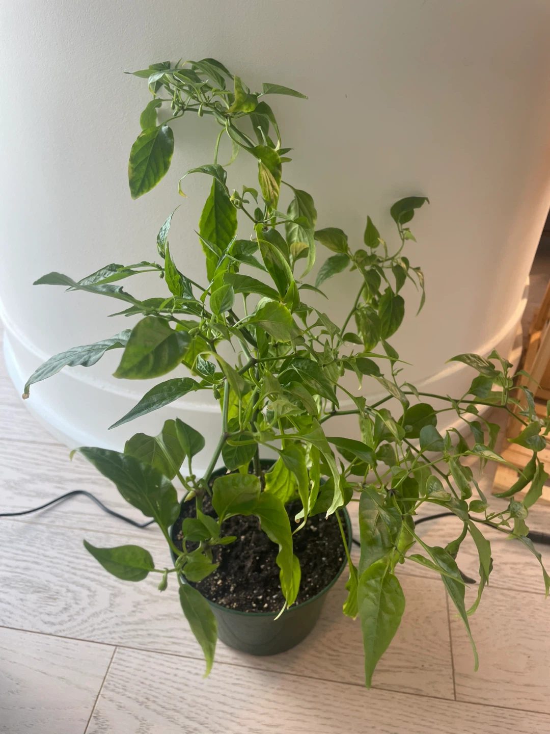 Fruiting red chilli plant - photo 2
