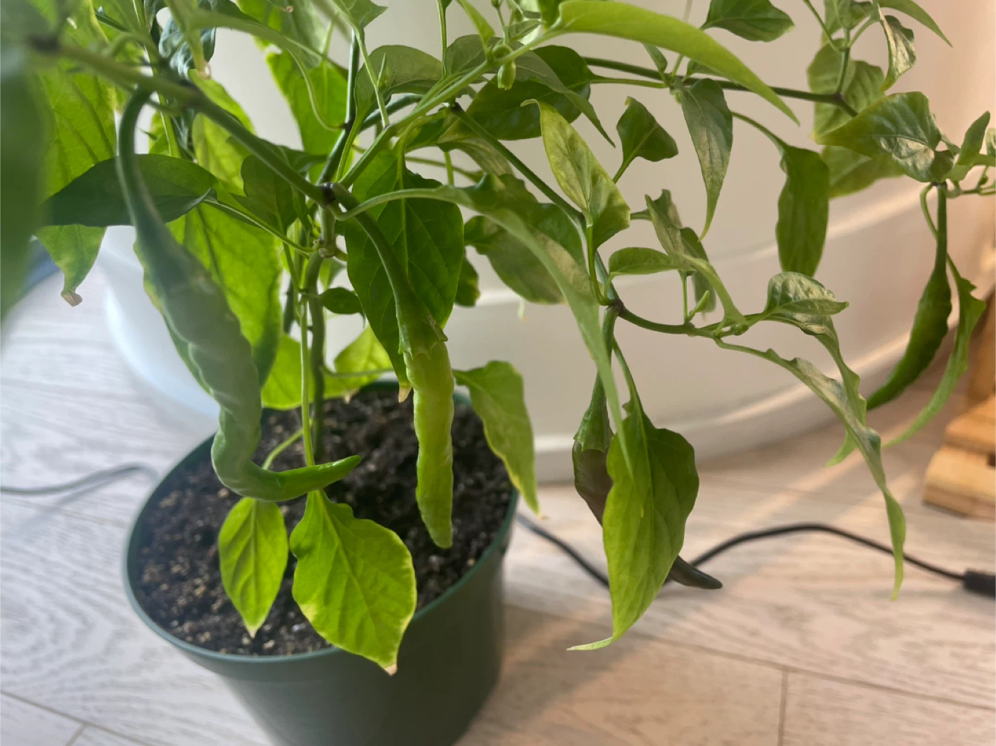 Fruiting red chilli plant - photo 3