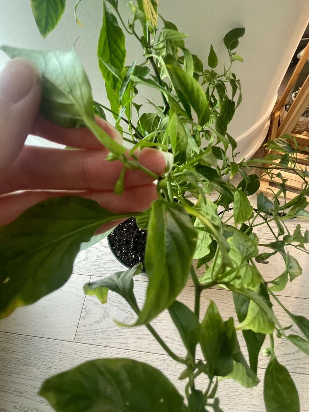 Fruiting red chilli plant - photo 5
