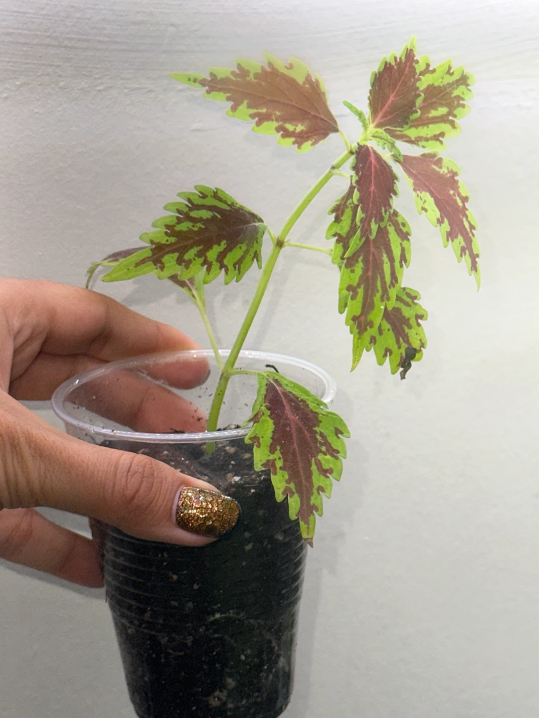 Coleus Plant - photo 2
