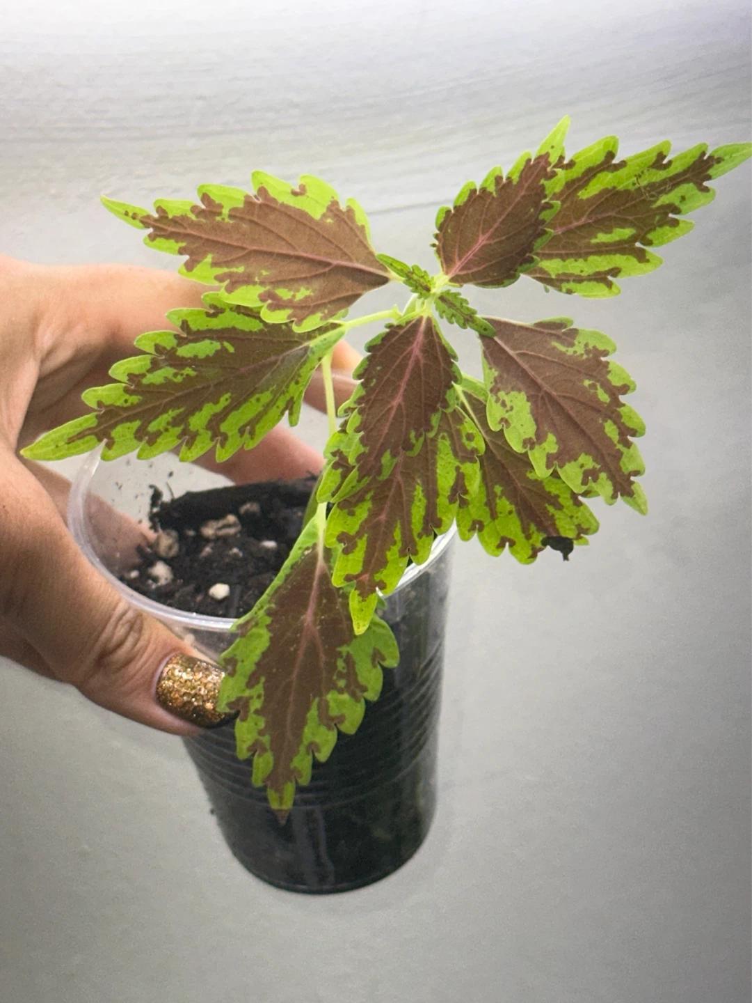Coleus Plant