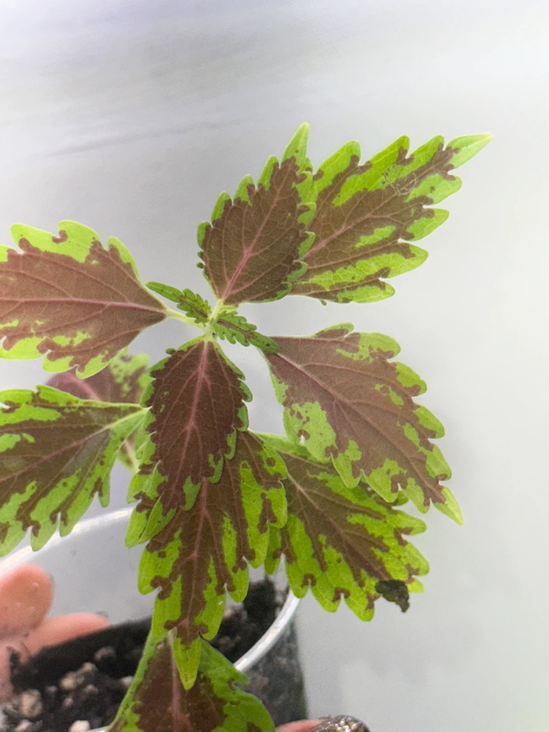 Coleus Plant - photo 3
