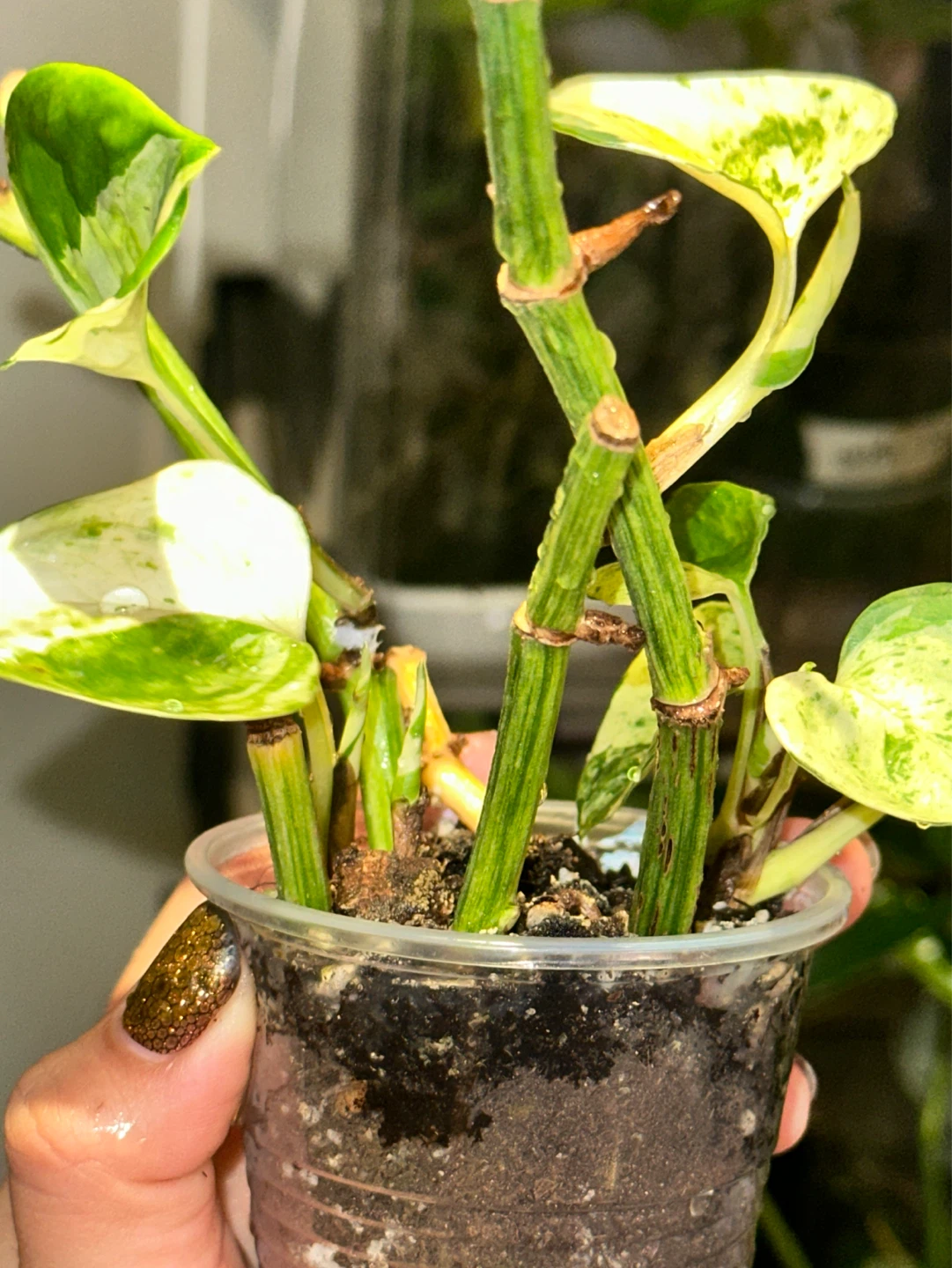 Manjula Pothos Plant - photo 3