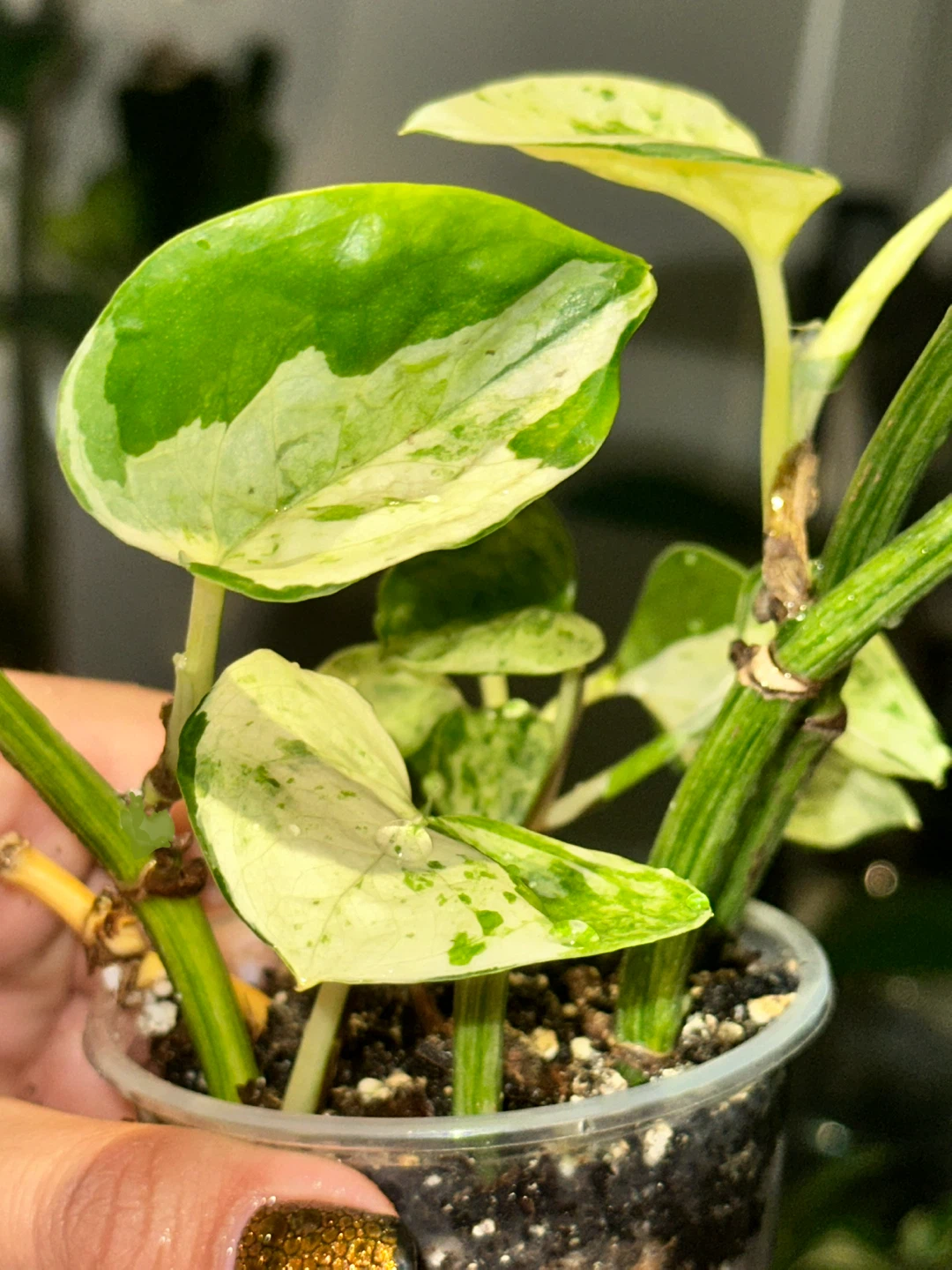 Manjula Pothos Plant - photo 2