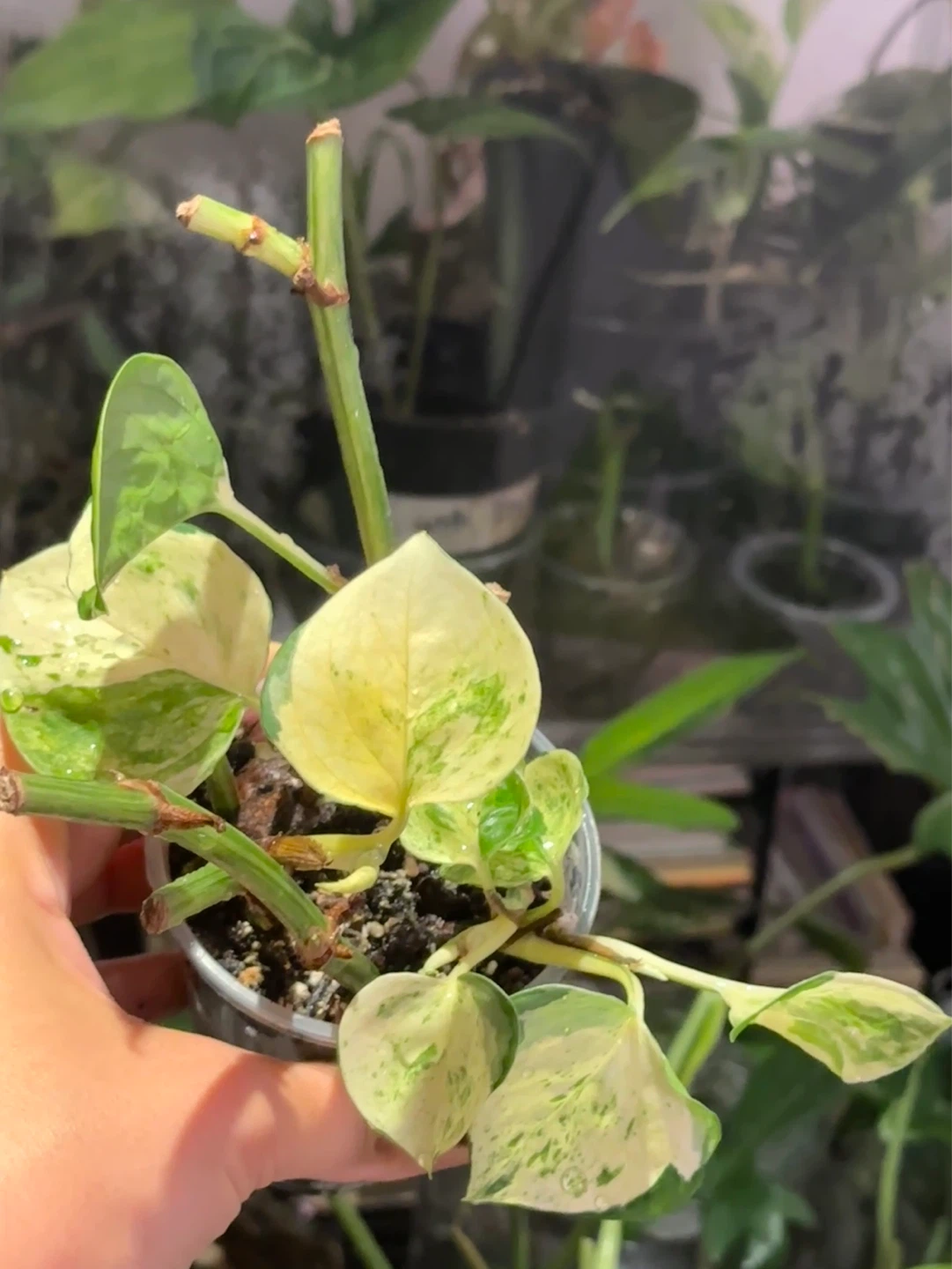 Manjula Pothos Plant
