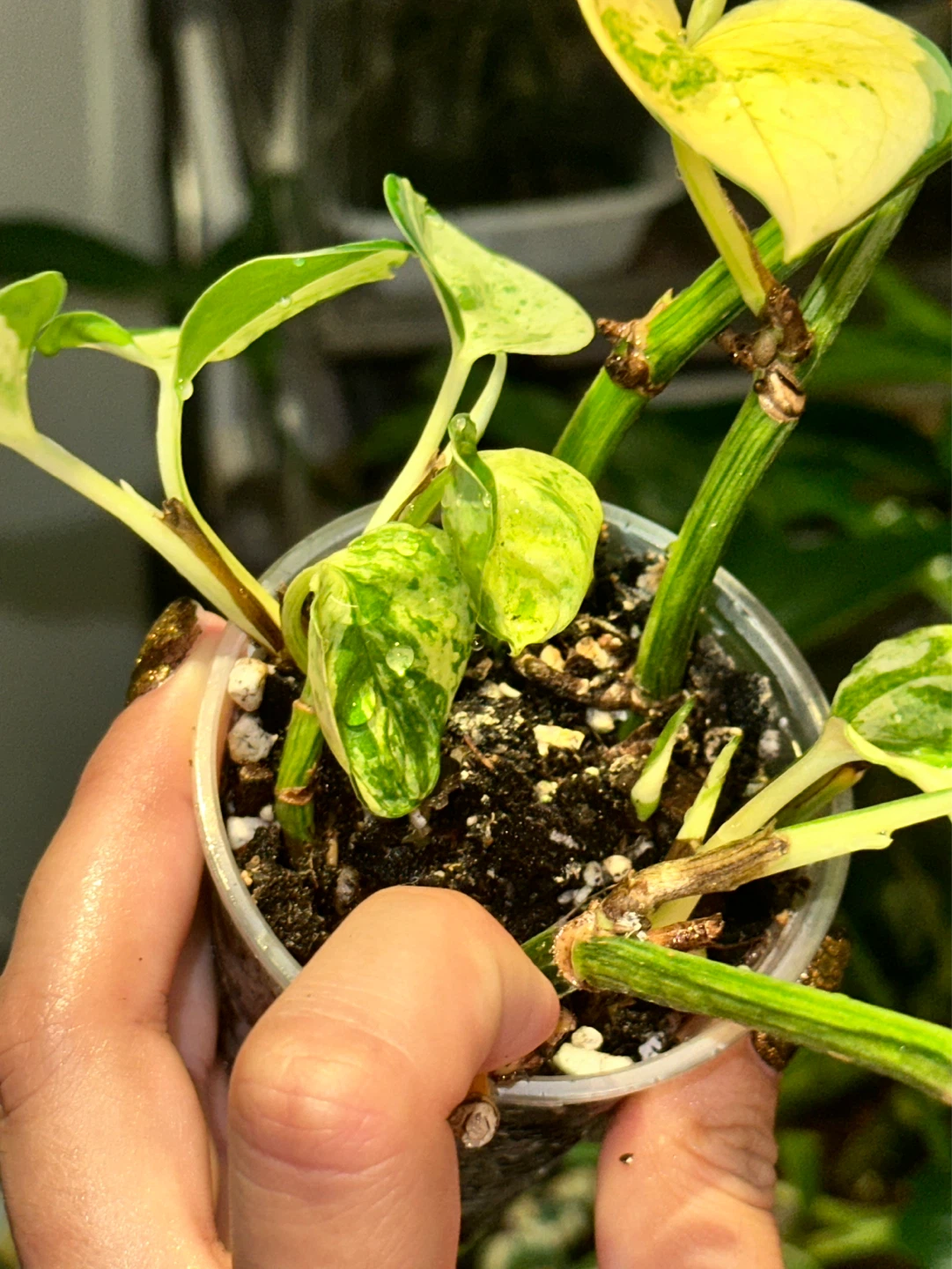 Manjula Pothos Plant - photo 4