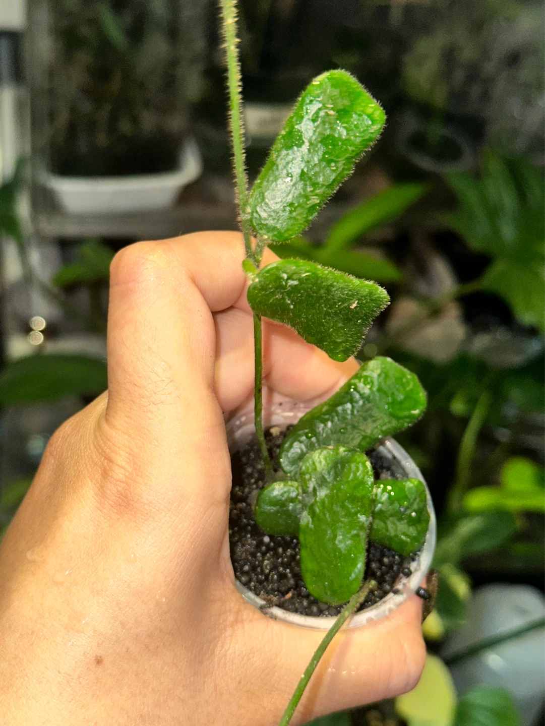 Hoya Rotundiflora Plant - photo 2