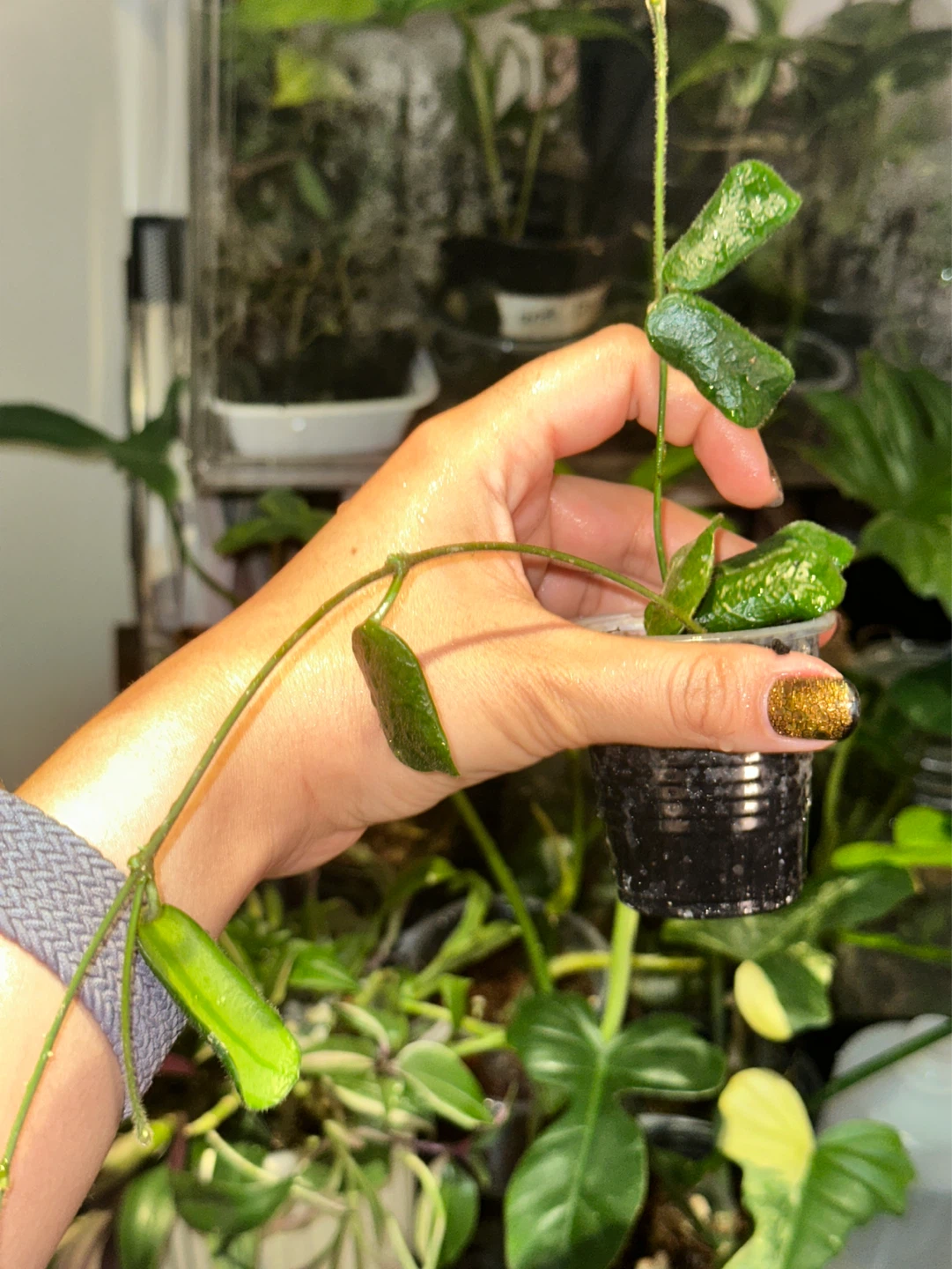 Hoya Rotundiflora Plant