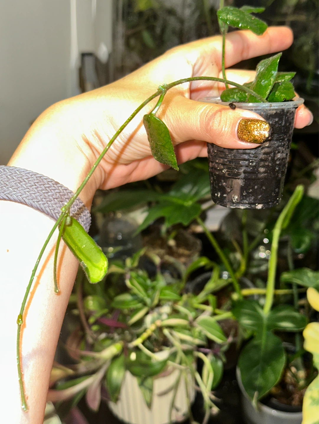 Hoya Rotundiflora Plant - photo 3