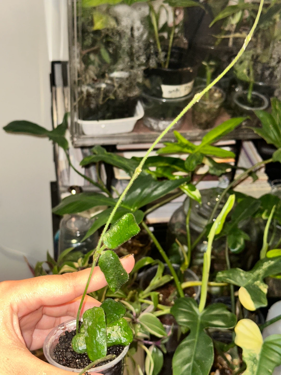 Hoya Rotundiflora Plant - photo 4