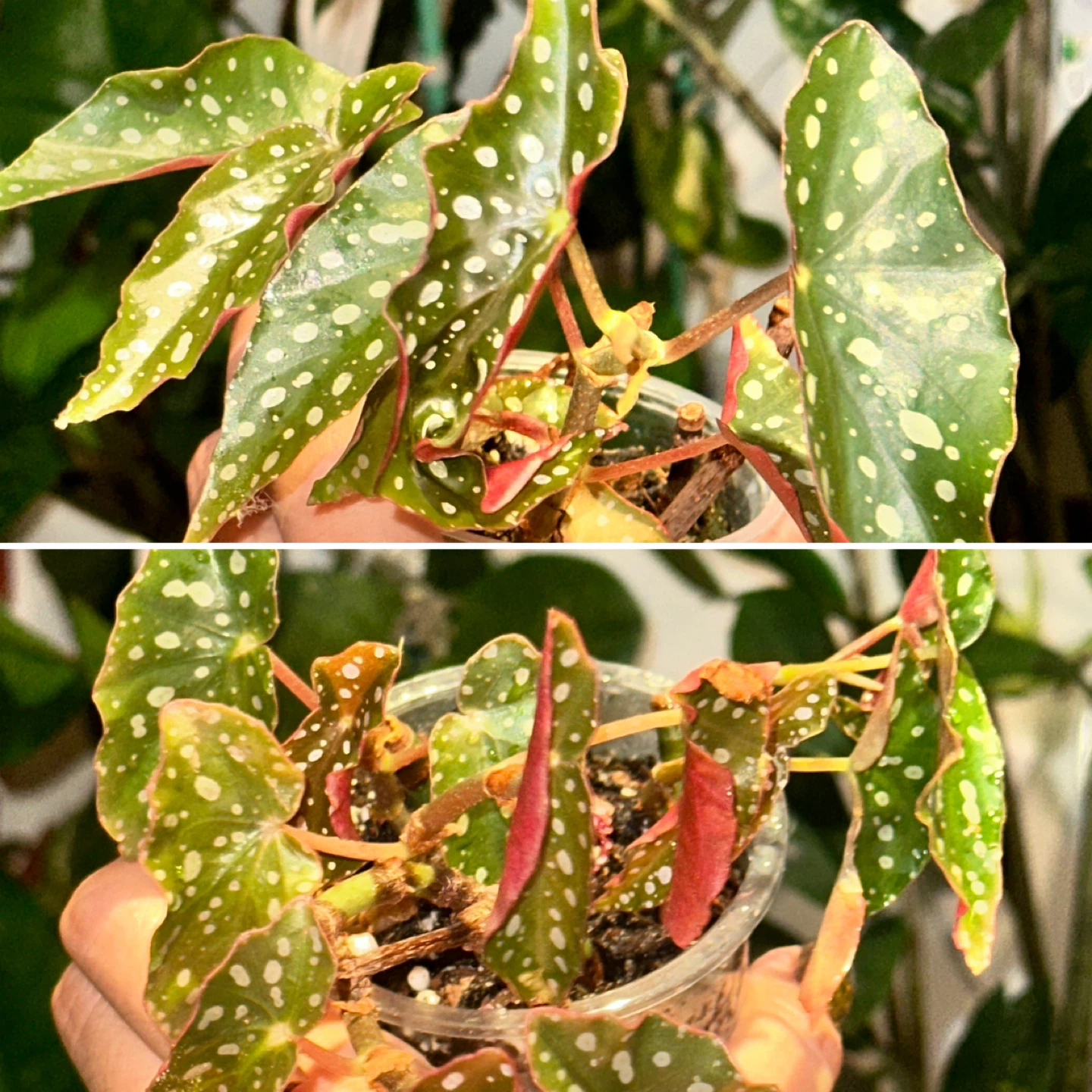 Begonia Maculata Plants