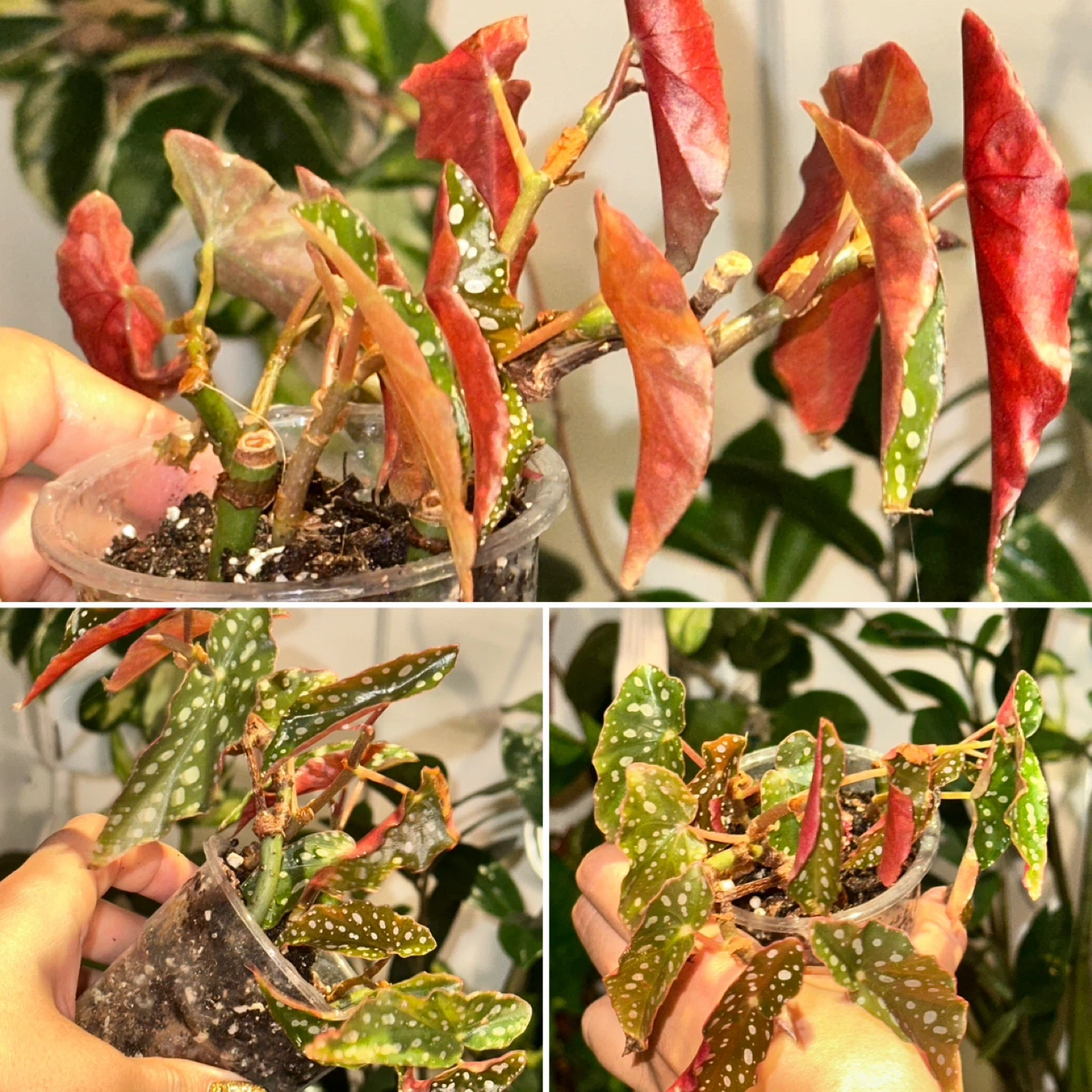Begonia Maculata Plants - photo 3