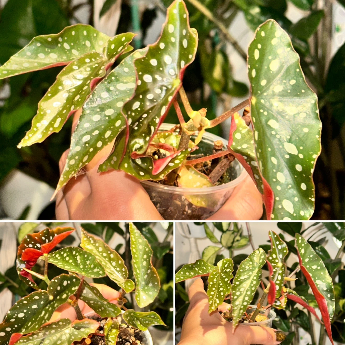 Begonia Maculata Plants - photo 2