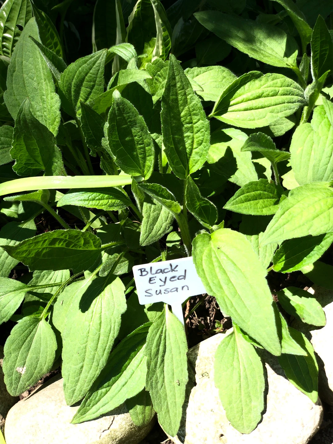 Perennials plants, BE Susan & Pink Obediente - photo 2