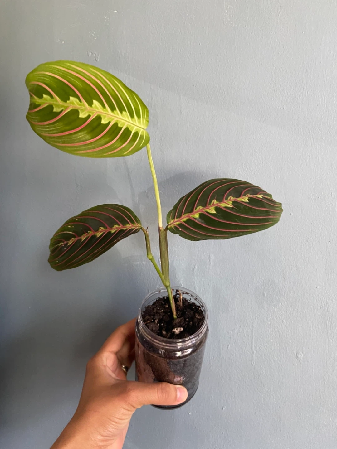 Prayer Maranta Red  Plant