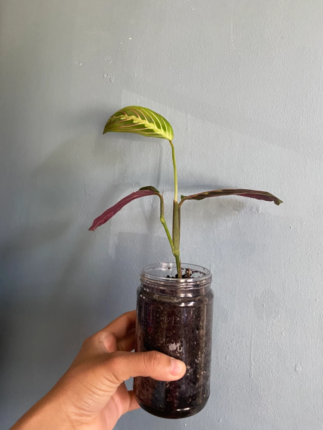 Prayer Maranta Red  Plant - photo 4