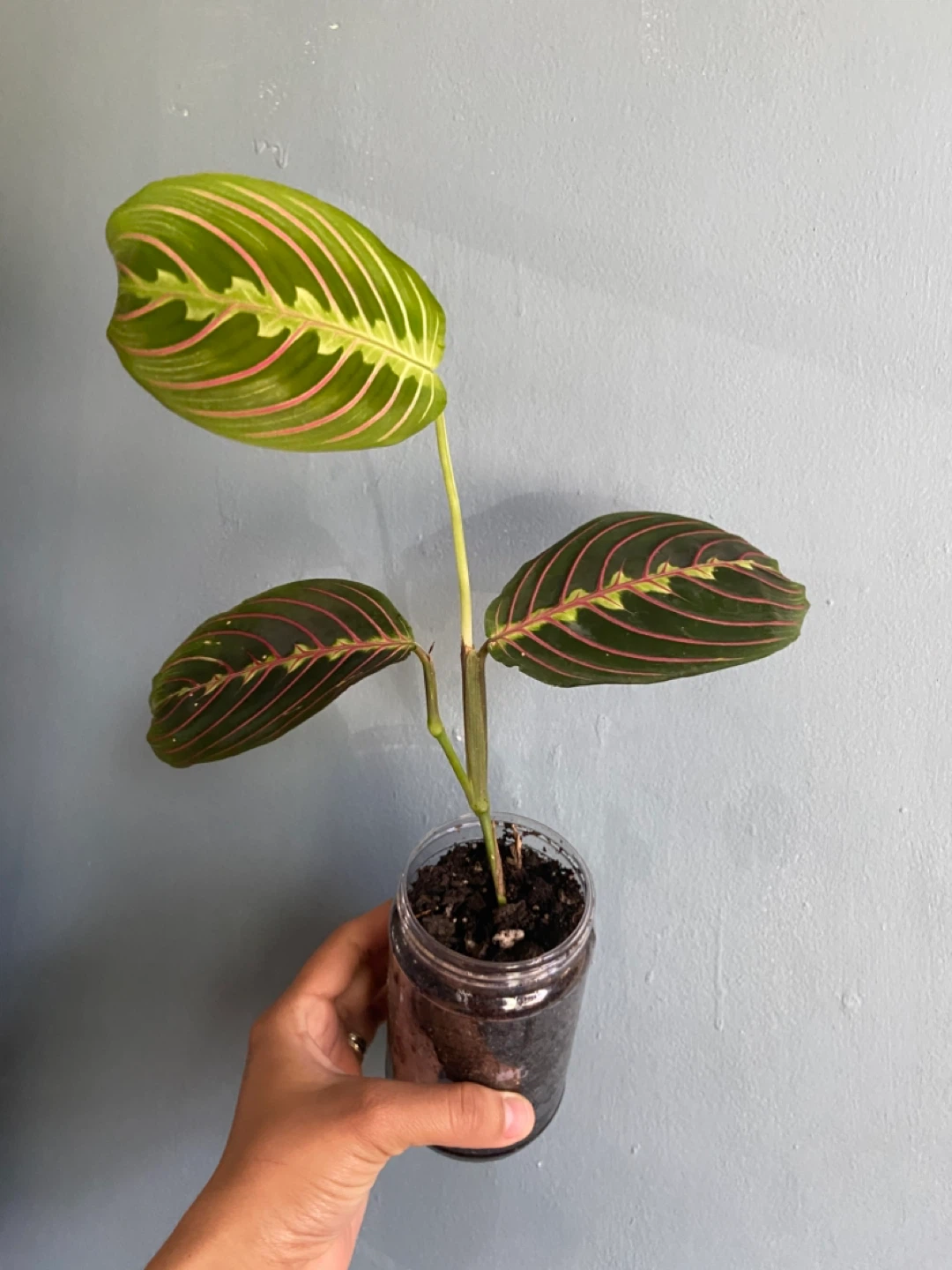 Prayer Maranta Red  Plant - photo 2