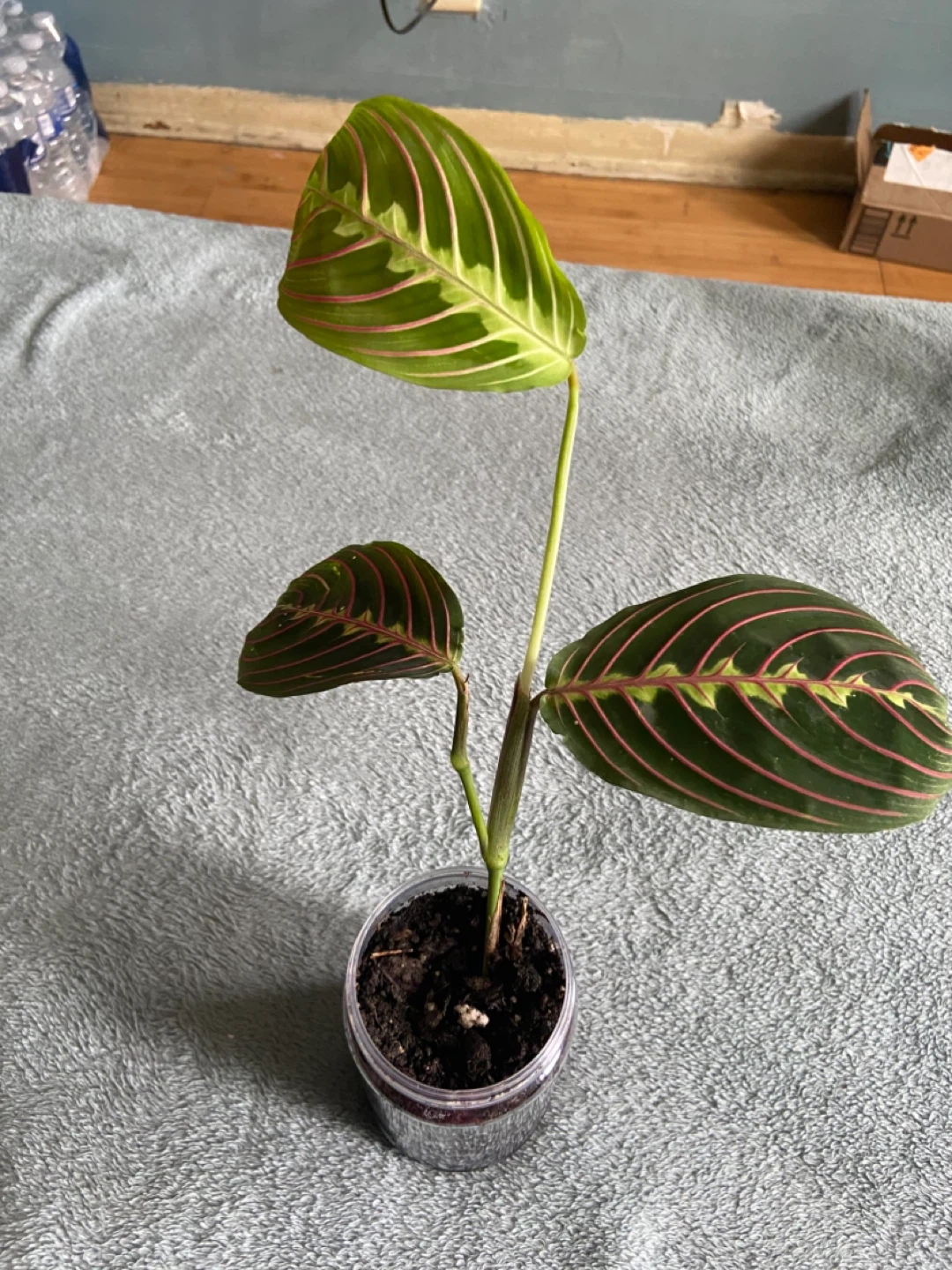 Prayer Maranta Red  Plant - photo 3