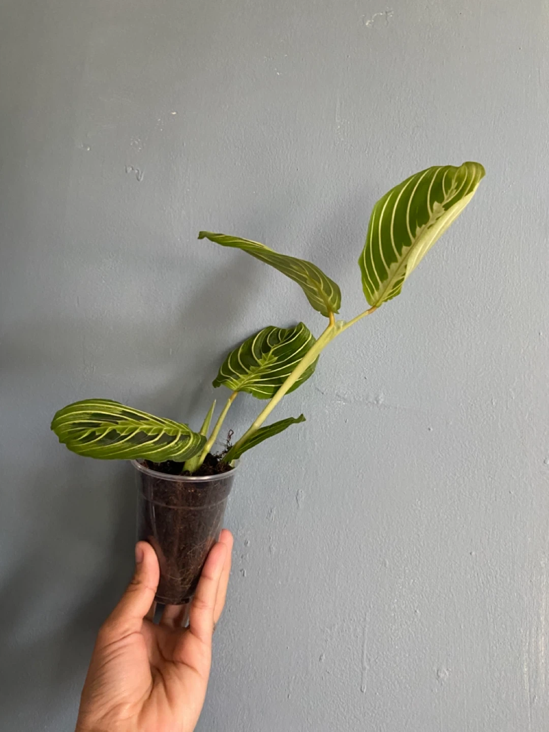 Prayer Plant maranta lime