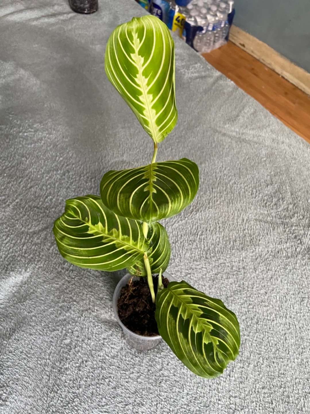 Prayer Plant maranta lime - photo 2