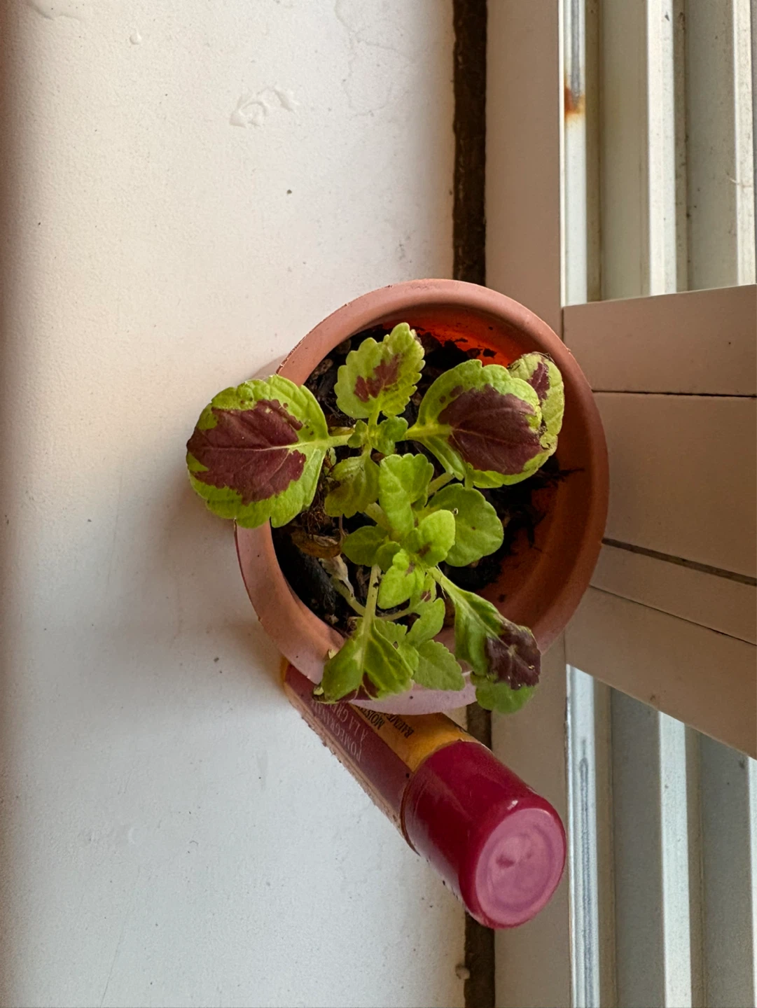 ⚽ Small Coleus Plant in a pot - photo 2