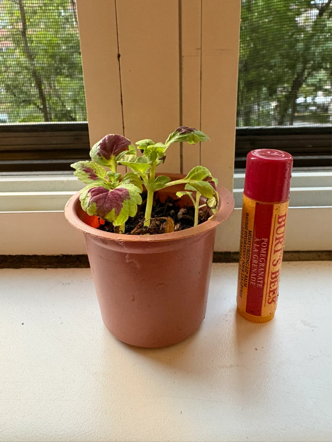 ⚽ Small Coleus Plant in a pot