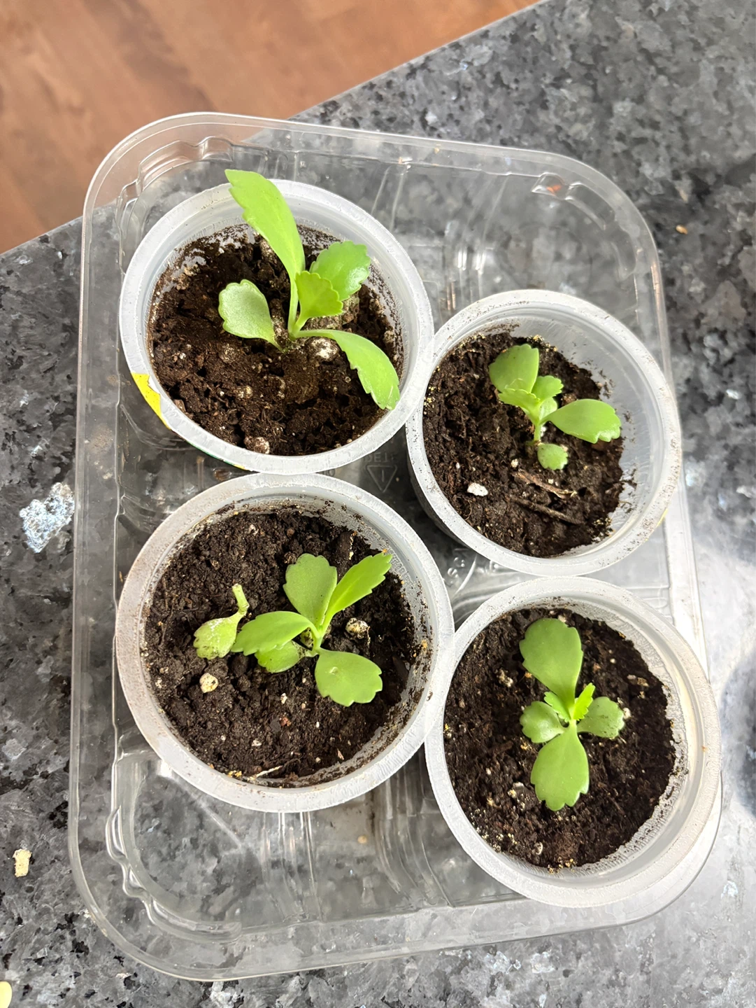 Four young plants in plastic cups