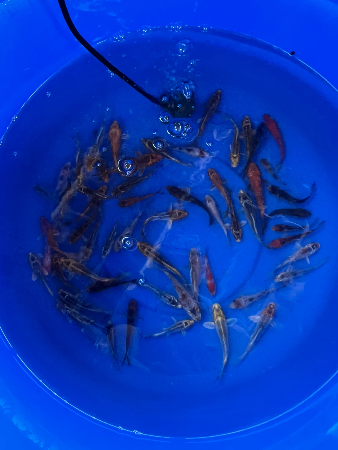Pond cleaning and restocking services - photo 2
