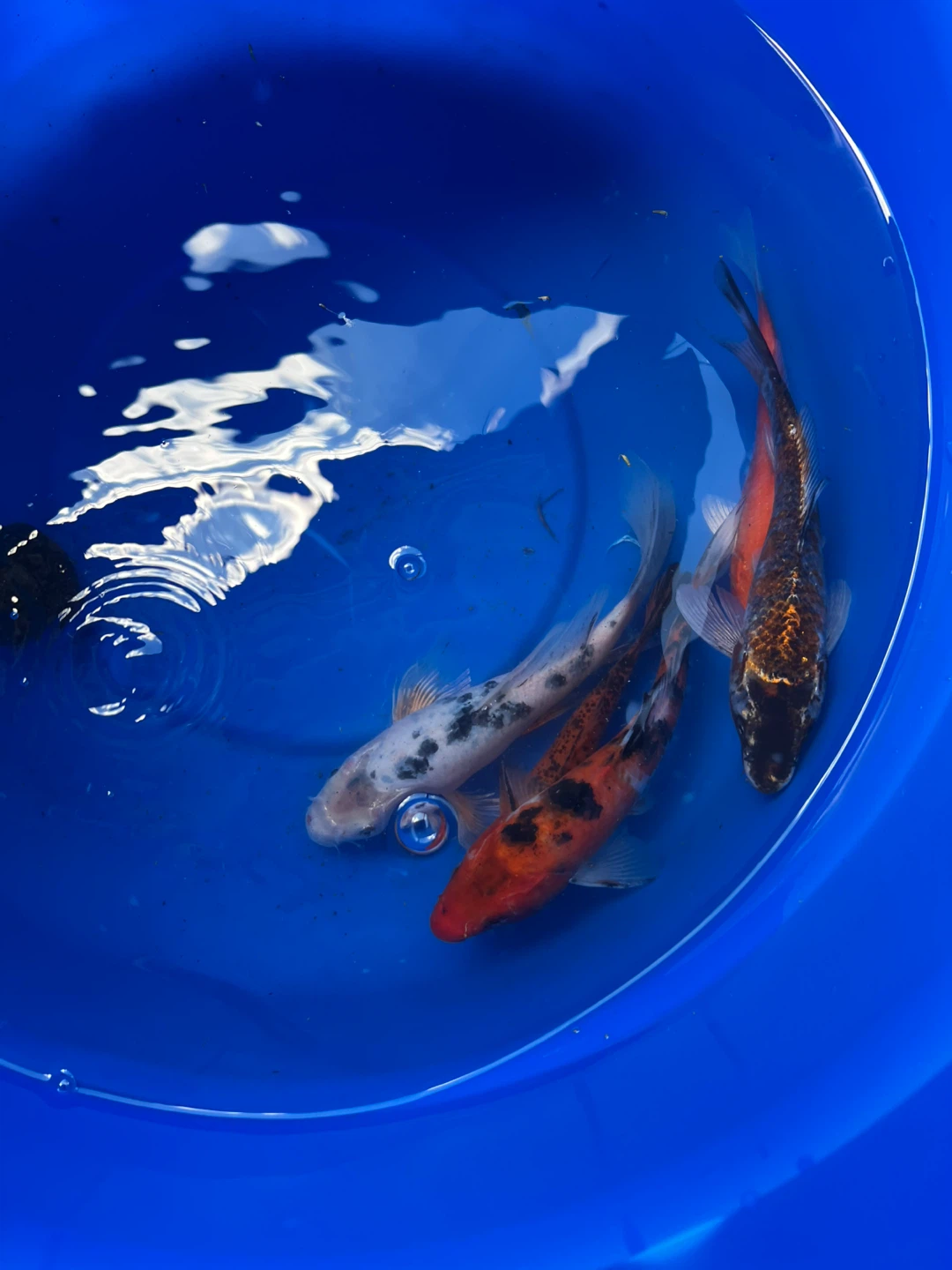 Pond cleaning and restocking services