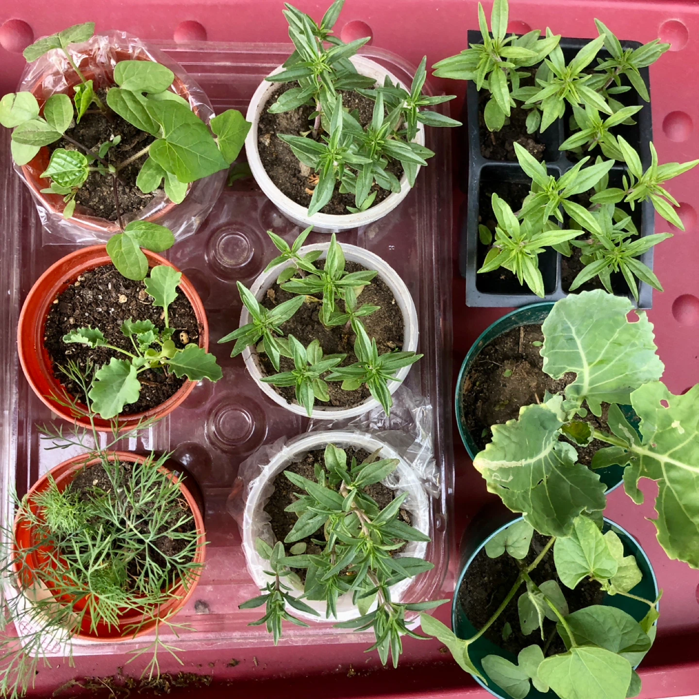 Various Organic herbs plants