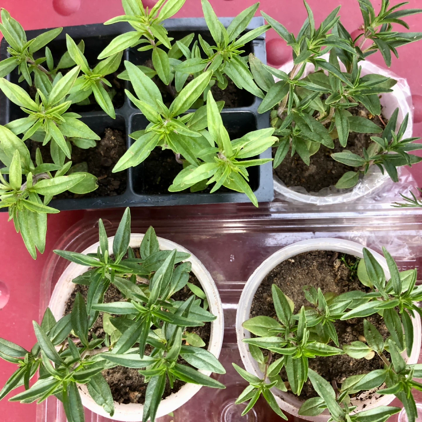 Various Organic herbs plants - photo 4