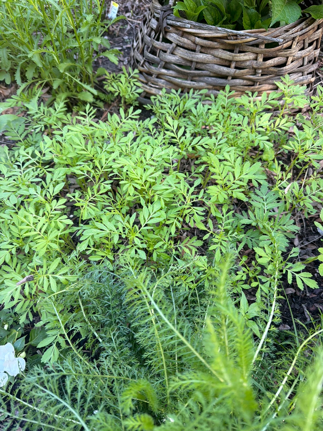 Marigold Seedlings ⚽️