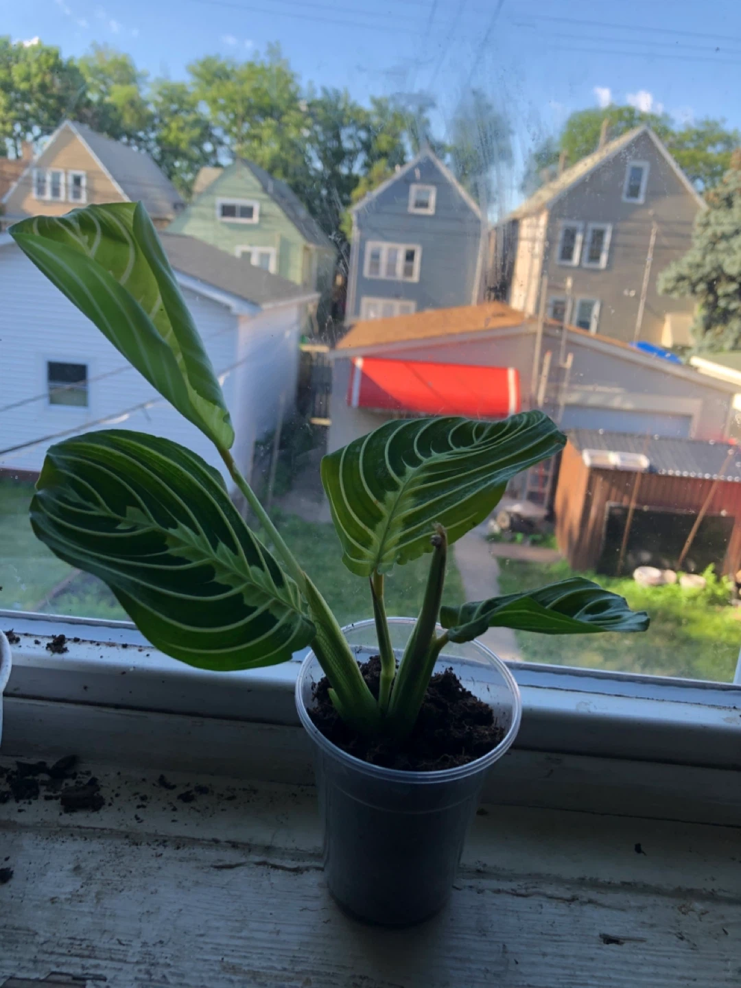 Maranta lemon lime plant - photo 3
